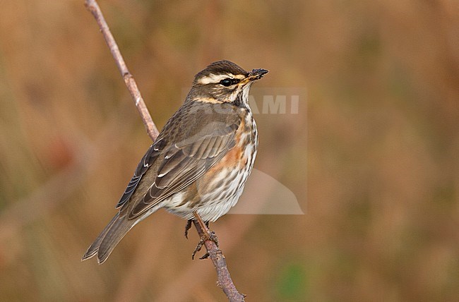  stock-image by Agami/Bas van den Boogaard,