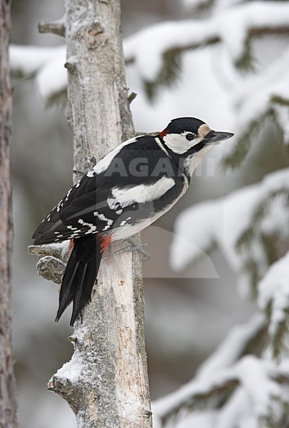 Great Spotted Woodpecker perched on a tree in winter; Grote bonte Specht zittend op een boom in de winter stock-image by Agami/Jari Peltomäki,