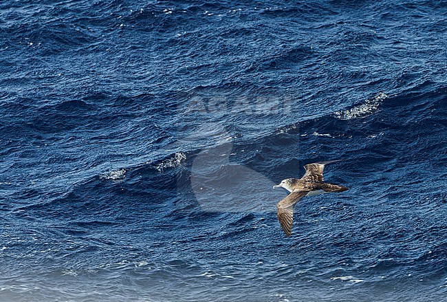 Streaked Shearwater (Calonectris leucomelas) in flight over the sea surface in the Pacific Ocean, south off Japan. stock-image by Agami/Marc Guyt,