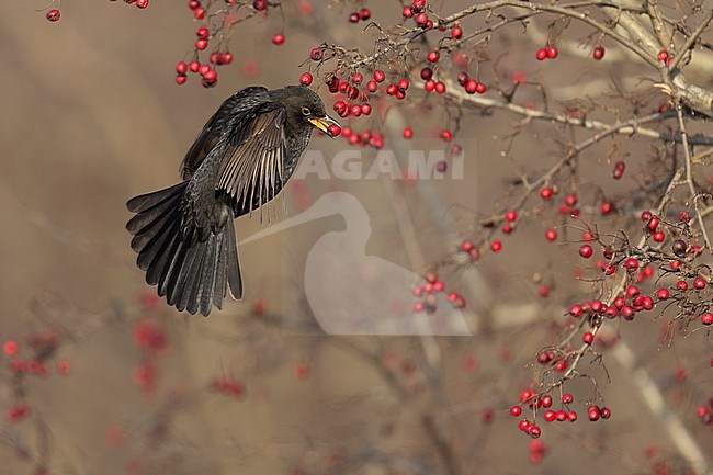 First-winter male Common Blackbird (Turdus merula) catching a berry on the wing at Rudersdal, Denmark stock-image by Agami/Helge Sorensen,