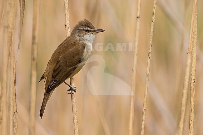 Great Reed Warbler (Acrocephalus arundinaceus) perched in the reed stock-image by Agami/Daniele Occhiato,