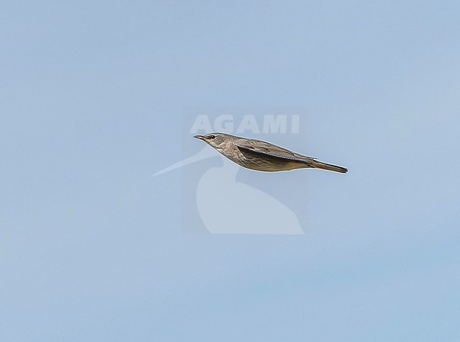 Red-throated Thrush (Turdus ruficollis) during autumn migration in Mongolia. stock-image by Agami/Dani Lopez-Velasco,