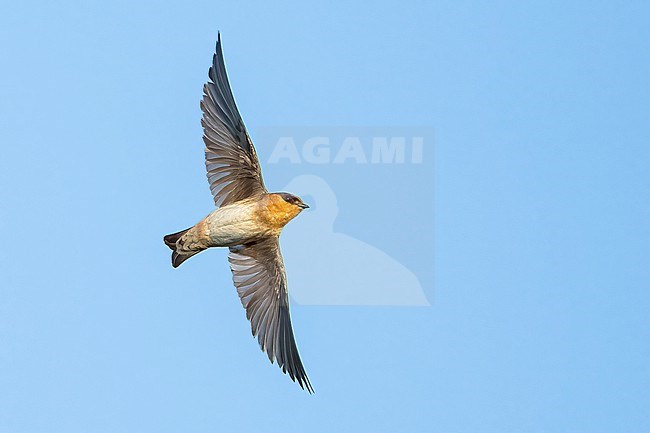 Adult 
Galveston Co., TX
April 2023 stock-image by Agami/Brian E Small,