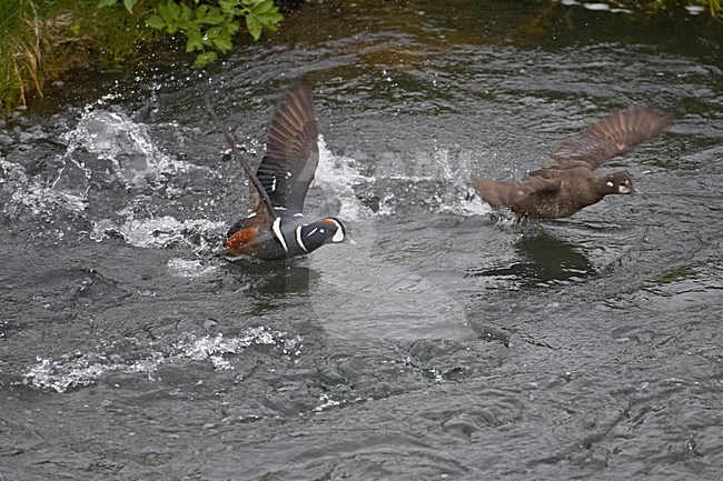 Paartje Harlekijneenden; Pair of Harlequin Ducks stock-image by Agami/Markus Varesvuo,