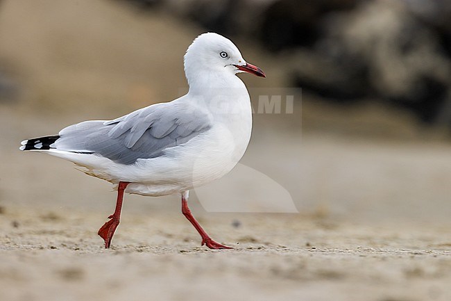 Adult Red-billed Gull (Chroicocephalus scopulinus)  in Tawharanui Regional Park, Auckland, in the north-east of New Zealand, North Island.
 stock-image by Agami/Rafael Armada,