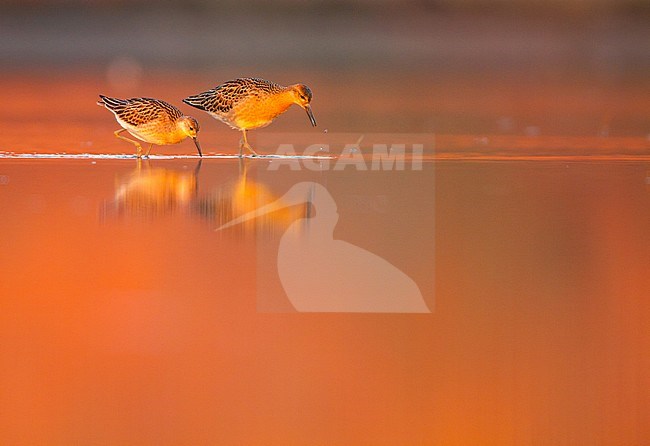 Kemphaan, Ruff, Philomachus pugnax stock-image by Agami/Menno van Duijn,