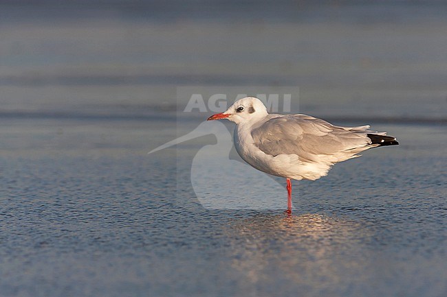 Black-headed Gull - Lachmöwe - Larus ridibundus, Germany, adult, winter plumage stock-image by Agami/Ralph Martin,