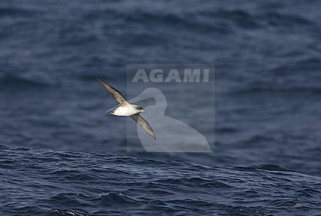 Bruine Stormvogel boven zee; Grey Petrel at sea stock-image by Agami/Marc Guyt,