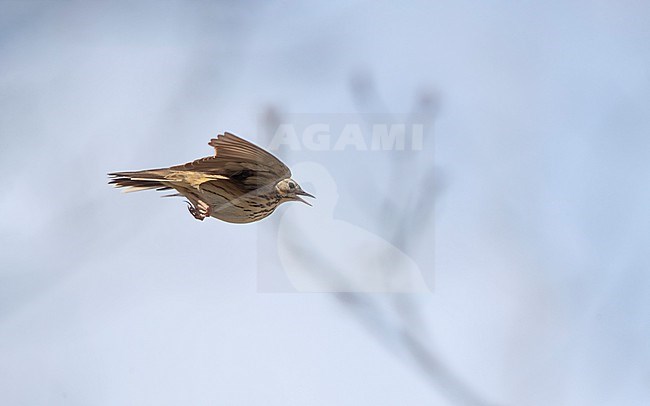 Tree Pipit (Anthus trivialis) in display flight at Gribskov, Denmark stock-image by Agami/Helge Sorensen,