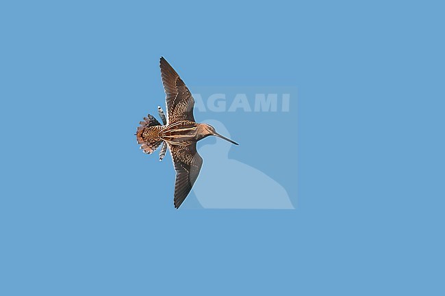 Common Snipe (Gallinago gallinago) in display flight against blue sky, showing upper parts and spread out tail. stock-image by Agami/Kari Eischer,