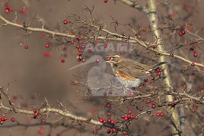 Redwing (Turdus iliacus iliacus) eating berries at Rudersdal, Denmark stock-image by Agami/Helge Sorensen,