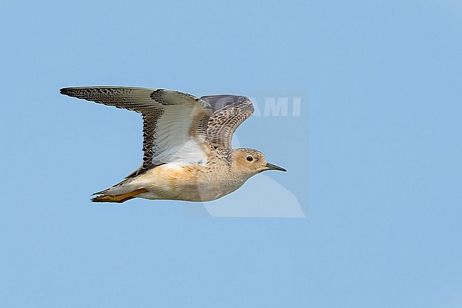 Adult breeding 
Galveston Co., TX
May 2023 stock-image by Agami/Brian E Small,