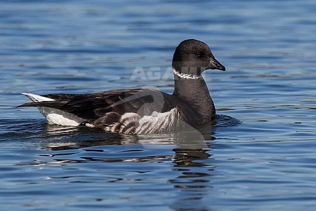 Adult
San Diego Co., CA
December 2012 stock-image by Agami/Brian E Small,