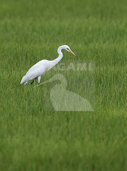 Medium Egret (Ardea intermedia) hunting in rice fields at Petchaburi, Thailand stock-image by Agami/Helge Sorensen,