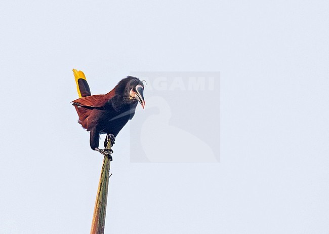 Displaying male Baudo Oropendola (Psarocolius cassini) in Colombia. stock-image by Agami/Pete Morris,