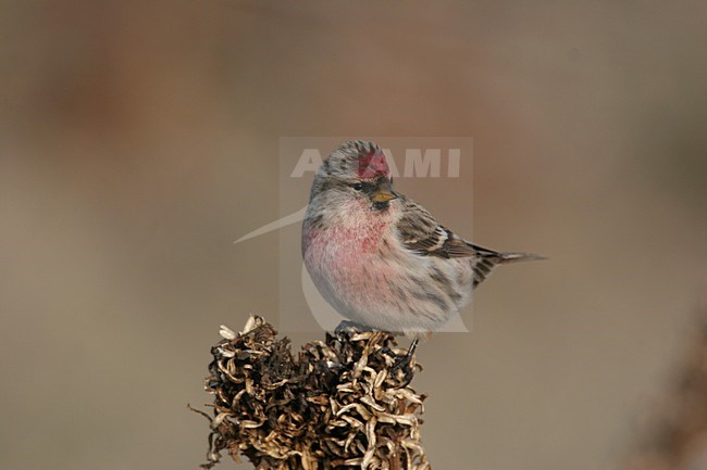 Grote Barmsijs foeragerend op zaden; Mealy Redpoll foraging on seeds stock-image by Agami/Chris van Rijswijk,