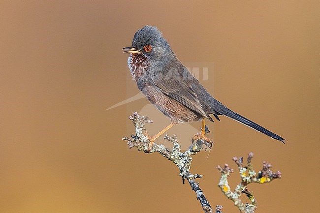 Singing male Dartford Warbler (Sylvia undata undata) in Italy. Perched in top of some moss covered twigs. stock-image by Agami/Daniele Occhiato,