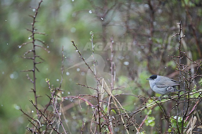 Blackcap (Sylvia atricapilla ssp. atricapilla), Germany (Baden-Württemberg), adult male stock-image by Agami/Ralph Martin,