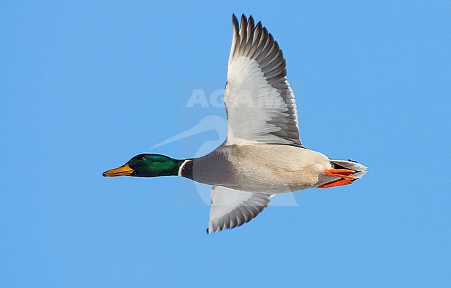 Wilde Eend vliegend; Mallard flying stock-image by Agami/Menno van Duijn,