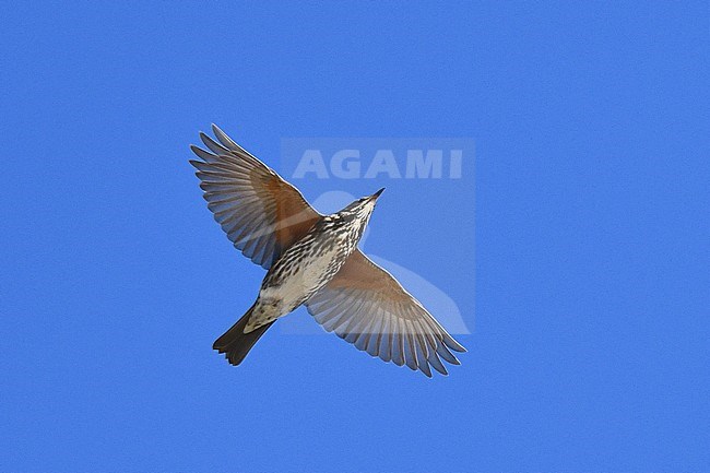 Migating Redwing (Turdus iliacus) over Texel on the Netherlands. Showing under wing. stock-image by Agami/Laurens Steijn,