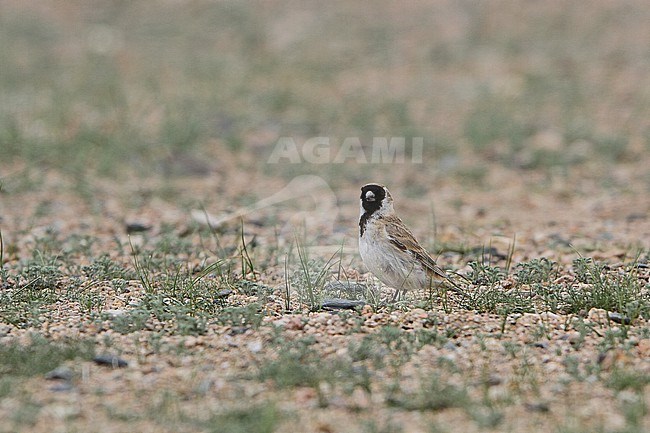 Père David's snowfinch (Pyrgilauda davidiana), also known as the small snowfinch, in Mongolia. stock-image by Agami/James Eaton,