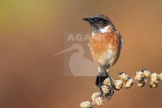 European Stonechat (Saxicola rubicola), adult male perched on a stem, Campania, Italy stock-image by Agami/Saverio Gatto,