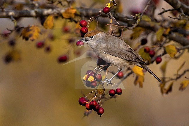 Female Blackcap (Sylvia atricapilla) in Italy. Eating red berries. stock-image by Agami/Daniele Occhiato,