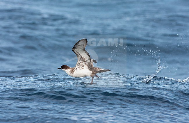 Great Shearwater (Ardenna gravis) south of Tristan da Cunha in South Atlantic ocean. Formaly Puffinus gravis. stock-image by Agami/Marc Guyt,