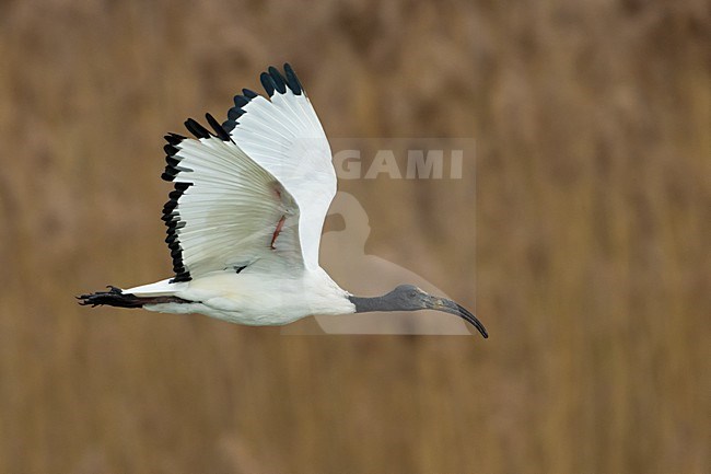 Heilige Ibis in vlucht; Sacred Ibis in flight stock-image by Agami/Daniele Occhiato,