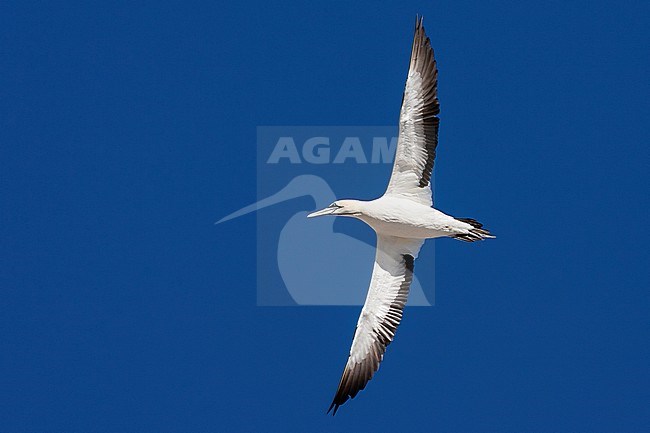 Cape Gannet (Morus capensis) flying over the colony of Bird Island Nature Reserve in Lambert’s Bay, South Africa. stock-image by Agami/Marc Guyt,