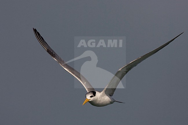 Volwassen Bengaalse Stern in de vlucht; Adult Lesser Crested Tern in flight stock-image by Agami/Arie Ouwerkerk,