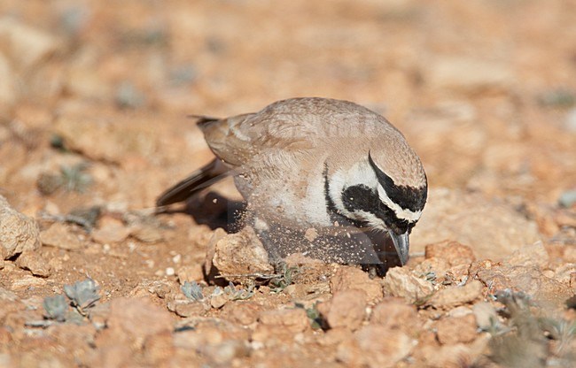 Temminck's Strandleeuwerik zittend, Temminck's Lark perched stock-image by Agami/Markus Varesvuo,