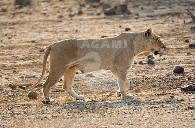 Vrouwtje Afrikaanse Leeuw; Female African Lion stock-image by Agami/Marc Guyt,