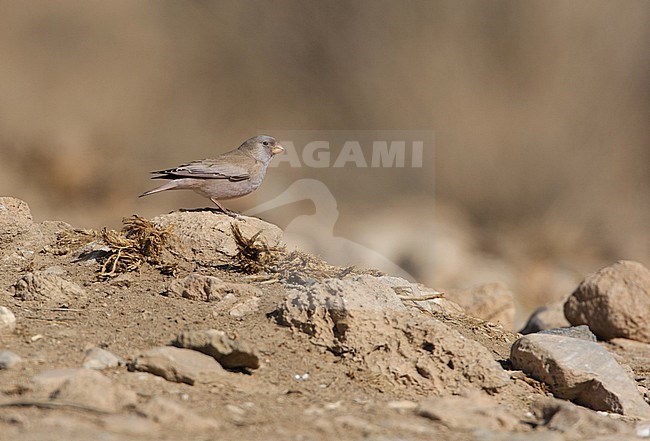 Trumpeter Finch, Woestijnvink, Bucanetes githagineus stock-image by Agami/Arie Ouwerkerk,