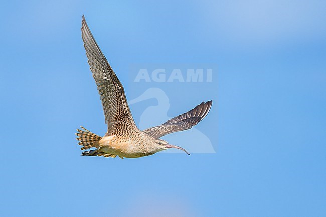 Adult
Kahuku, Oahu, HI
March 2022 stock-image by Agami/Brian E Small,