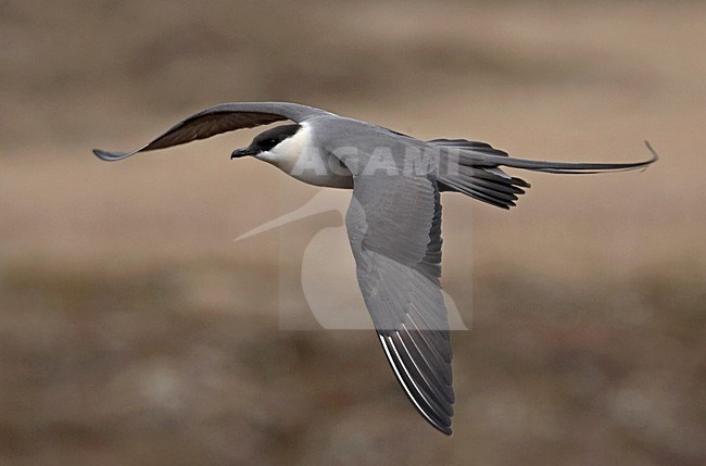 Kleinste Jager in broedgebied; Long-tailed Skua  in breeding habitat stock-image by Agami/Jari Peltomäki,