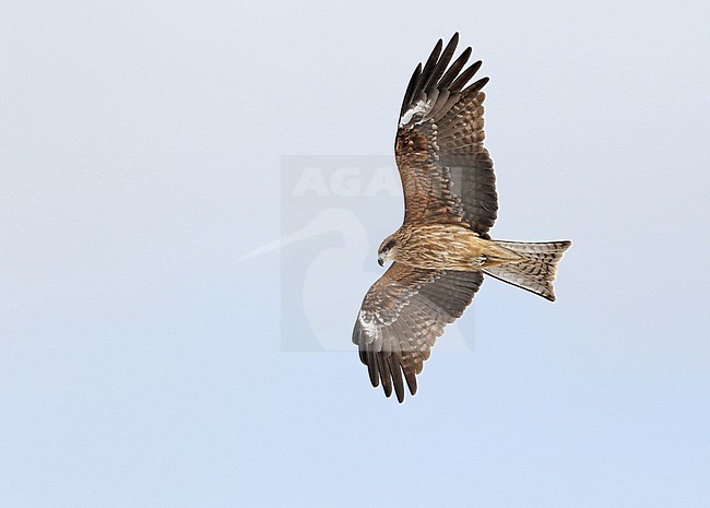 Black-eared Kite, Milvus lineatus, near Kushiro, Hokkaido, Japan. stock-image by Agami/Pete Morris,