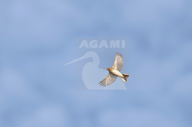 Migrating Common Reed Bunting (Emberiza schoeniclus) during autumn over the Netherlands. stock-image by Agami/Hans Gebuis,