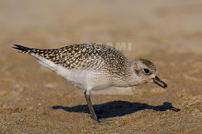 Zilverplevier winterkleed foeragerend; Grey Plover winterplumage feeding stock-image by Agami/Daniele Occhiato,