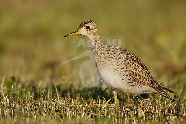 Adult breeding
Galveston Co., TX
April 2007 stock-image by Agami/Brian E Small,