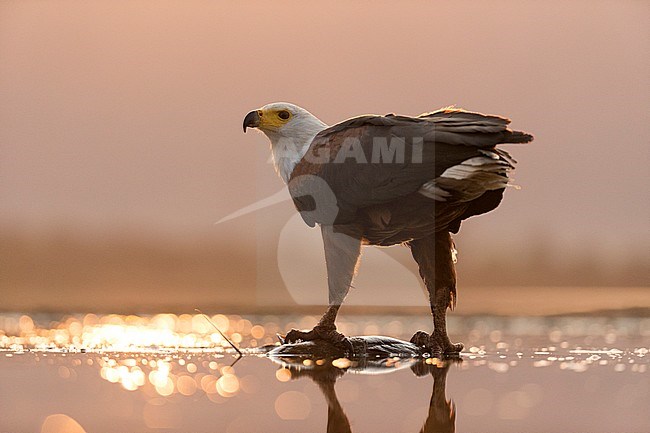 African Fish Eagle (Haliaeetus vocifer) perched on a caught fish in South Africa during sunset. Looking back over its shoulder. stock-image by Agami/Bence Mate,