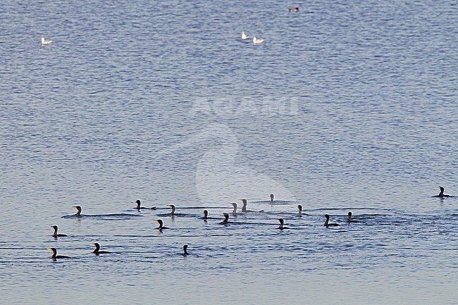 Aalscholver groep zwemmend; Great Cormorant group swimming stock-image by Agami/Harvey van Diek,