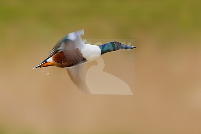 Mannetje Slobeend in vlucht; Male Northern Shoveler in flight stock-image by Agami/Daniele Occhiato,