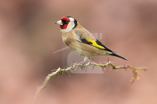 Putter; Goldfinch; Carduelis carduelis stock-image by Agami/Daniele Occhiato,