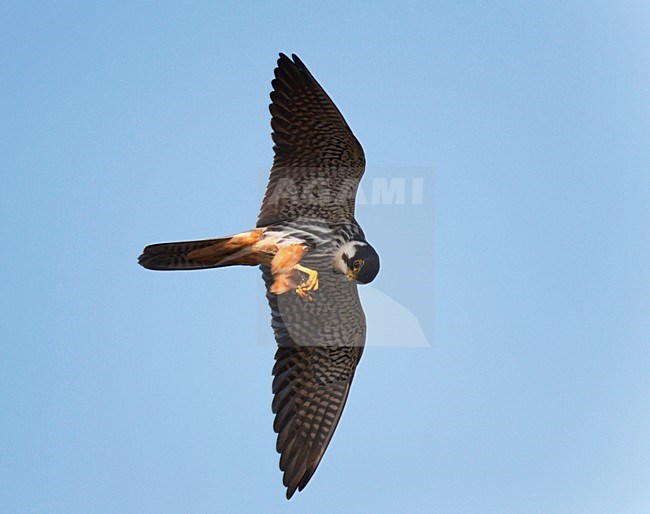 Op Libellen jagende en fouragerende Boomvalk heeft libelle in klauwen en eet in de lucht. Hunting Eurasian Hobby feeding on dragonfly in its claws. stock-image by Agami/Ran Schols,