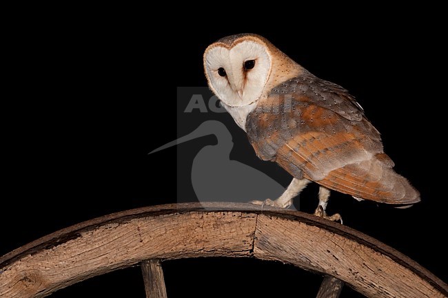 Kerkuil in schuur; Barn Owl in a barn stock-image by Agami/Han Bouwmeester,