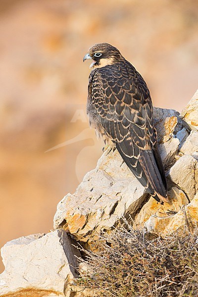 Eleonora's Falcon (Falco eleonorae), juvenile perched on a rock. Yawning. stock-image by Agami/Saverio Gatto,