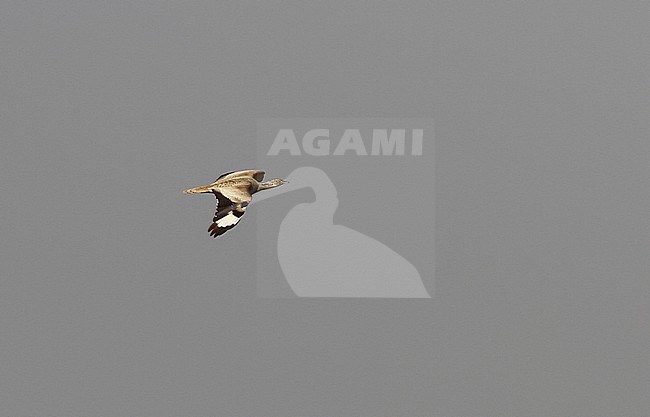 Vliegende Oostelijke Kraagtrap; Flying Macqueen's Bustard (Chlamydotis macqueeni) stock-image by Agami/James Eaton,