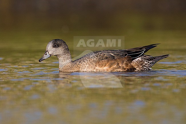 American Wigeon; Anas americana; Mareca americana stock-image by Agami/Daniele Occhiato,