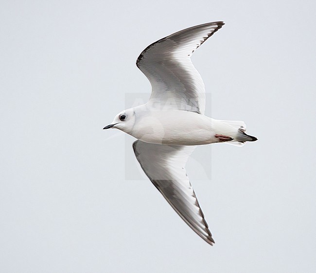 Ross's Gull (Rhodostethia rosea) first-winter bird in the harbour of Vlissingen. Rare vagrant to Western Europe. stock-image by Agami/Arie Ouwerkerk,